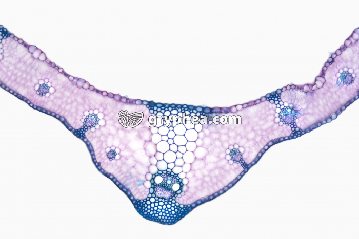 Feuille de Blé CT x25 - gryphea.com